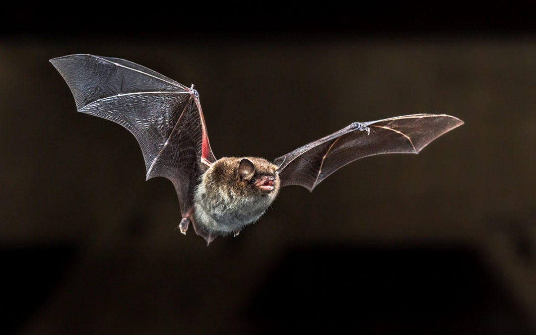 Bat Mitigation System