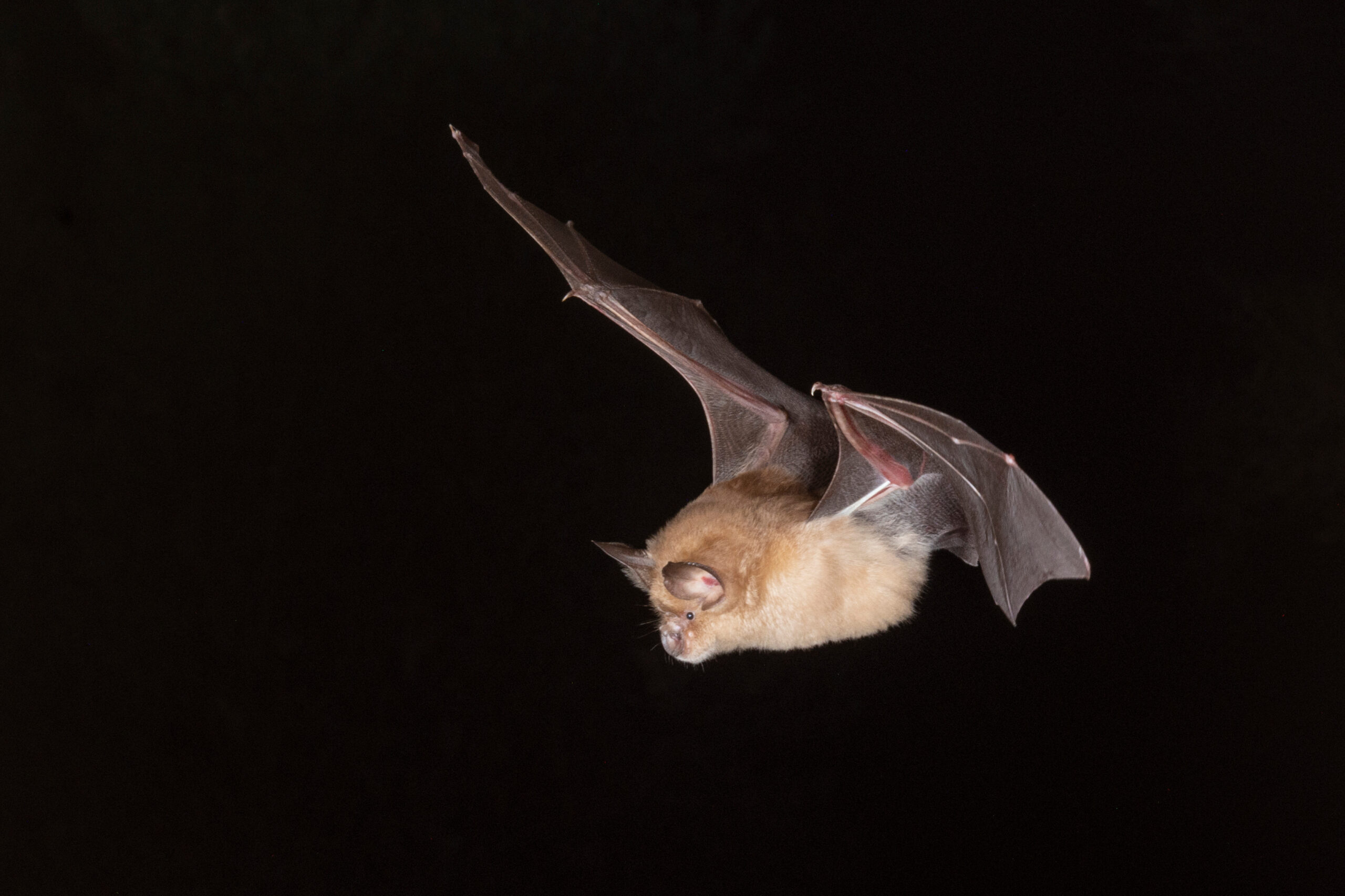 Bat Discovered in Attic Home Standards Inspection Services