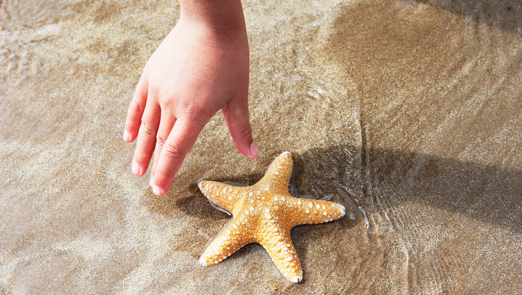 The Starfish Effect - Home Standards Inspection Services