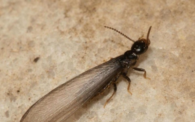 Termite Swarmers: What to Watch For and What to Do