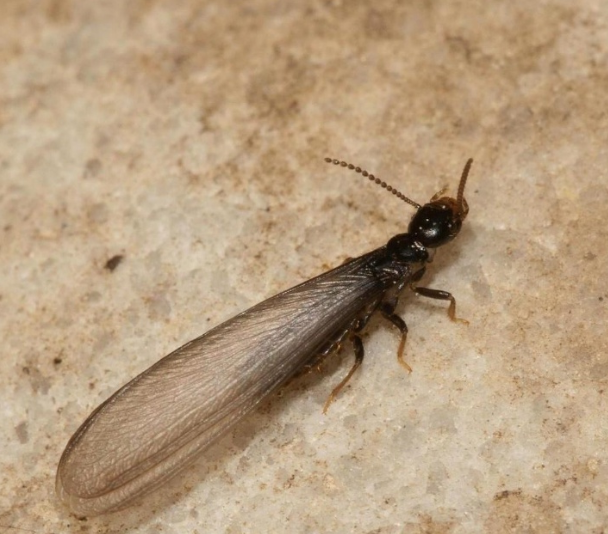 Termite Swarmers: What to Watch For and What to Do